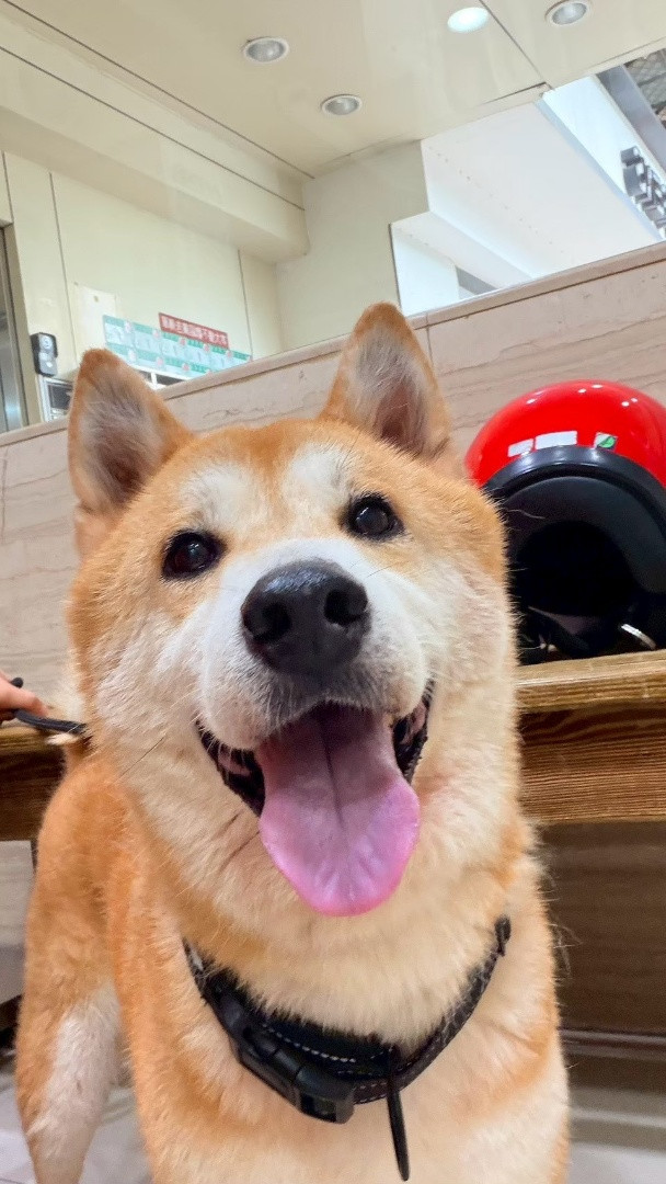 吉古拉 - PACK Taiwan 巴克幫-浪犬之家 | 可領養 狗, 柴犬, PACK Taiwan 巴克幫-浪犬之家