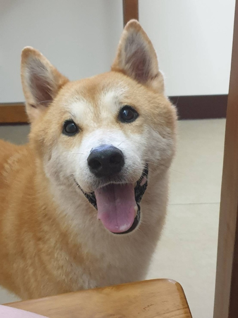吉古拉 - PACK Taiwan 巴克幫-浪犬之家 | Adoptable dog, 柴犬, PACK Taiwan 巴克幫-浪犬之家
