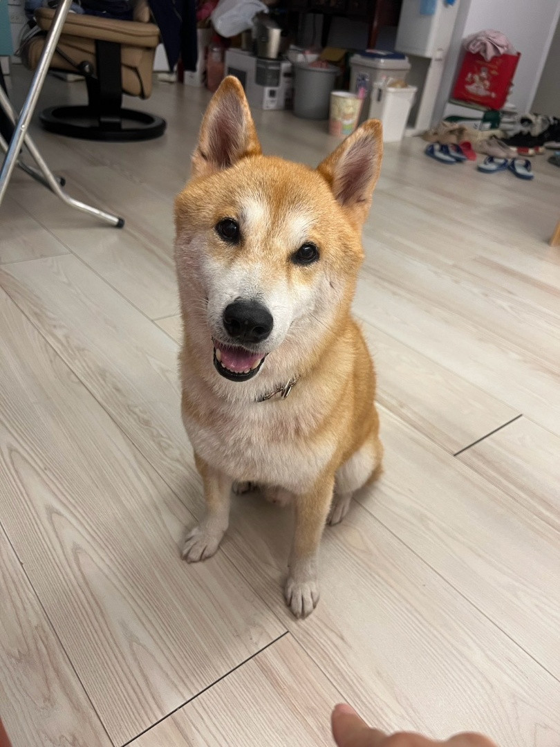 PACK Taiwan 巴克幫-浪犬之家 - 吉古拉