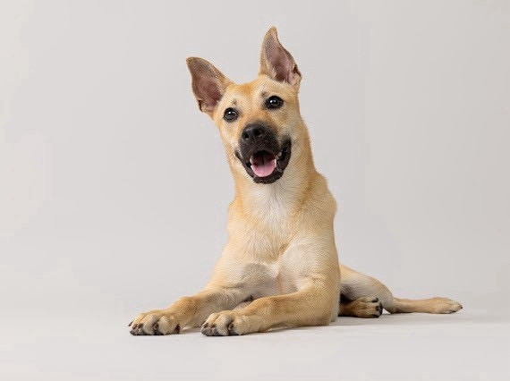 小發 - PACK Taiwan 巴克幫-浪犬之家 | Adoptable dog, 米克斯, PACK Taiwan 巴克幫-浪犬之家