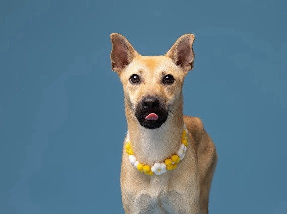 小發 - PACK Taiwan 巴克幫-浪犬之家 | Adoptable dog, 米克斯, PACK Taiwan 巴克幫-浪犬之家