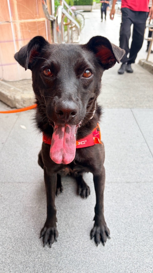 PACK Taiwan 巴克幫-浪犬之家 - 米歐