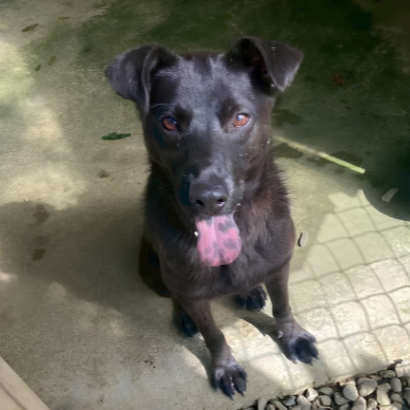 PACK Taiwan 巴克幫-浪犬之家 - 米歐