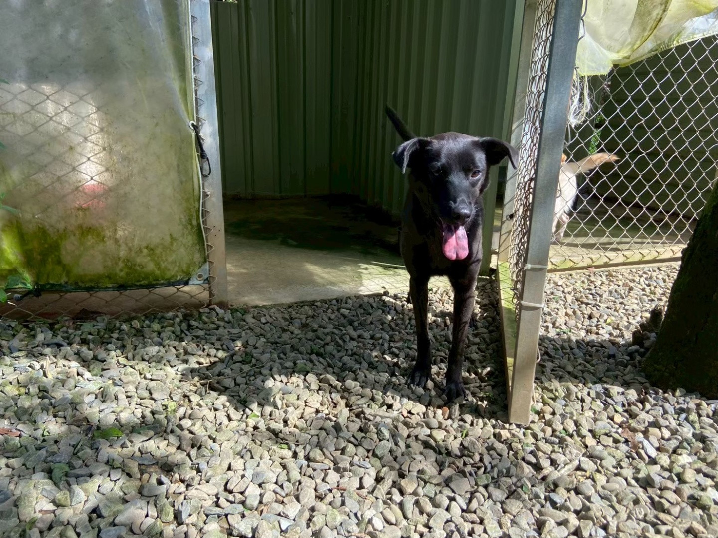 米歐 - PACK Taiwan 巴克幫-浪犬之家 | Adoptable dog, 米克斯, PACK Taiwan 巴克幫-浪犬之家