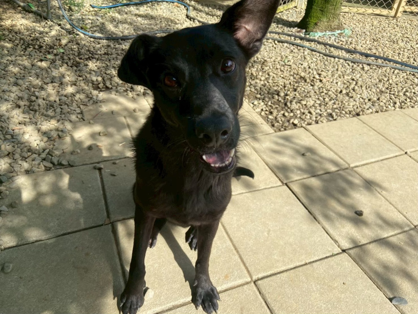 米歐 - PACK Taiwan 巴克幫-浪犬之家 | 可領養 dog, 米克斯, PACK Taiwan 巴克幫-浪犬之家
