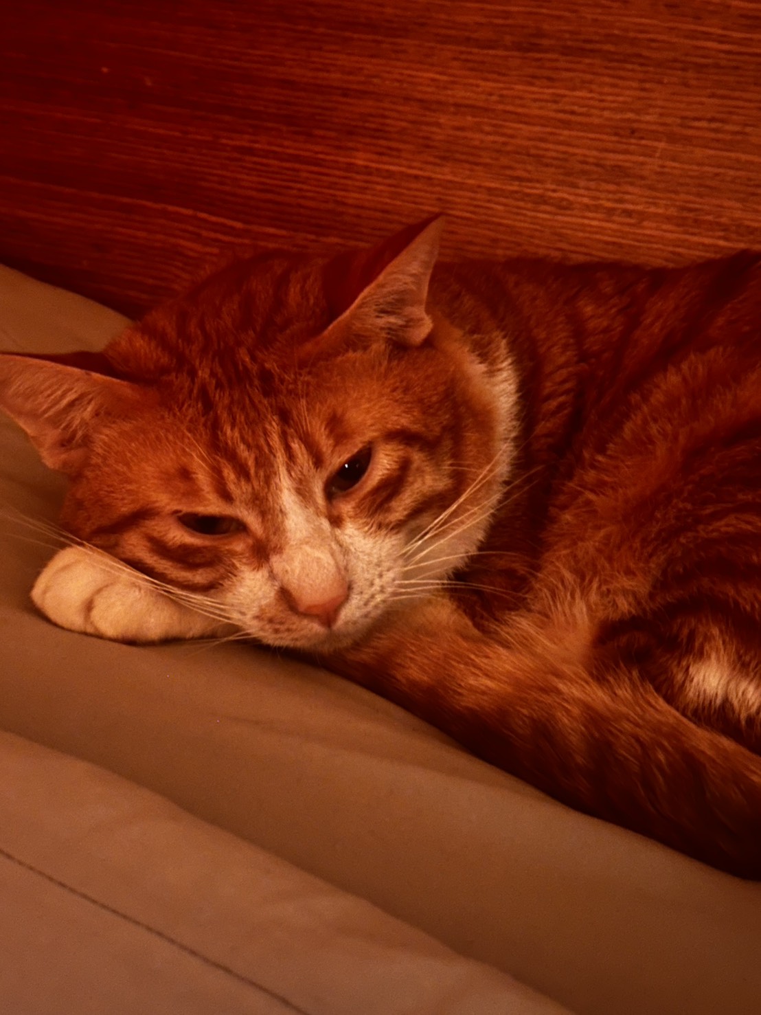 Kylo - Poom | 可領養 cat, American Shorthair, Poom