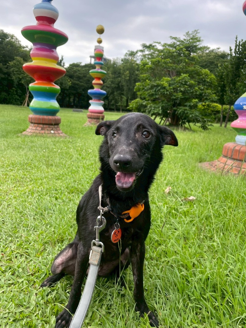 PACK Taiwan 巴克幫-浪犬之家 - 佩佩