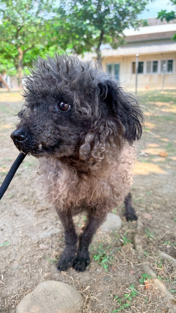 雪莉 - PACK Taiwan 巴克幫-浪犬之家 | Adoptable dog, 貴賓狗, PACK Taiwan 巴克幫-浪犬之家