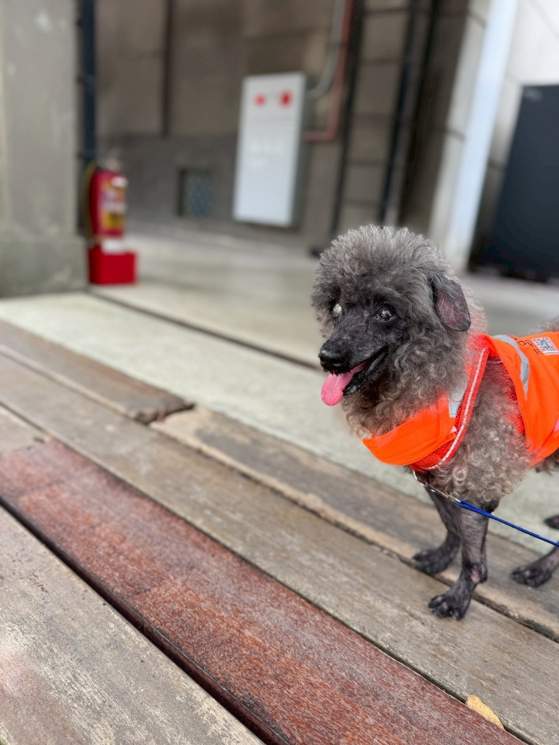 PACK Taiwan 巴克幫-浪犬之家 - 雪莉