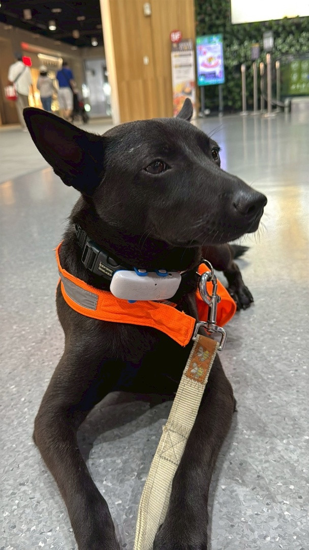 叉燒 - PACK Taiwan 巴克幫-浪犬之家 | 可領養 dog, 米克斯, PACK Taiwan 巴克幫-浪犬之家