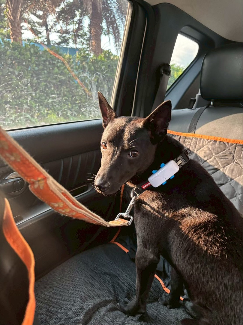 叉燒 - PACK Taiwan 巴克幫-浪犬之家 | Adoptable dog, 米克斯, PACK Taiwan 巴克幫-浪犬之家