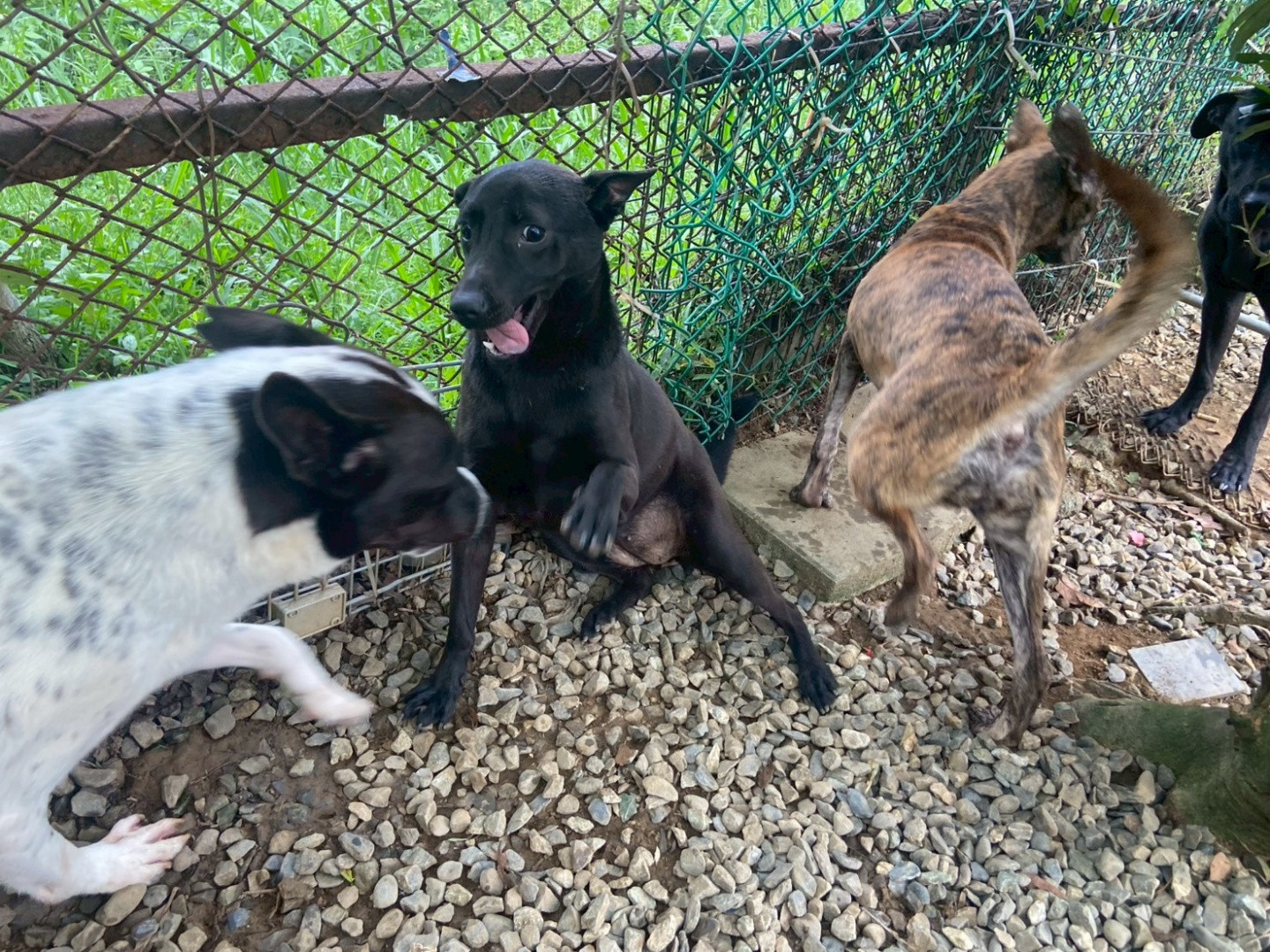 PACK Taiwan 巴克幫-浪犬之家 - 叉燒