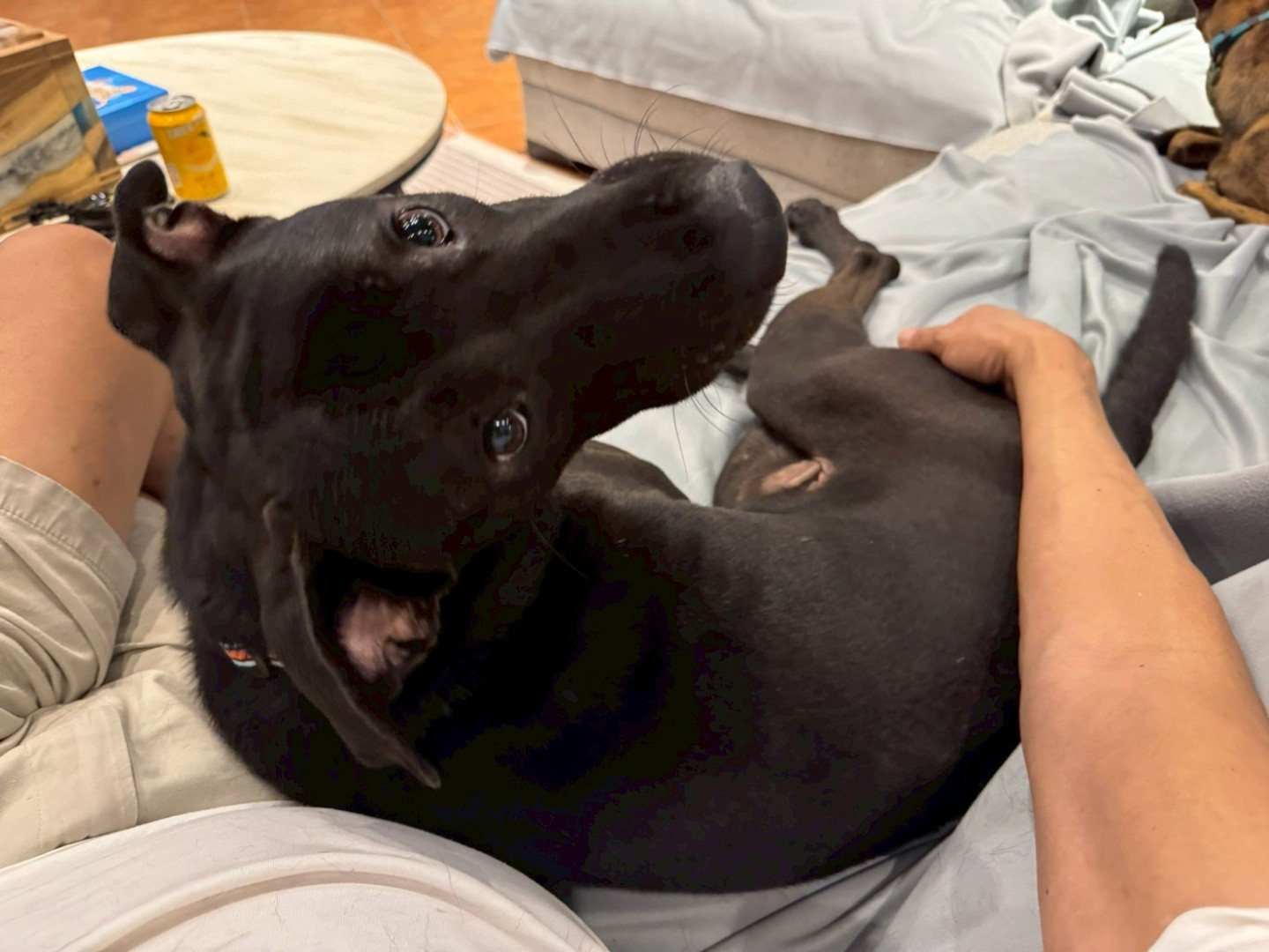 達達 - PACK Taiwan 巴克幫-浪犬之家 | Adoptable dog, 米克斯 (混拉布拉多), PACK Taiwan 巴克幫-浪犬之家