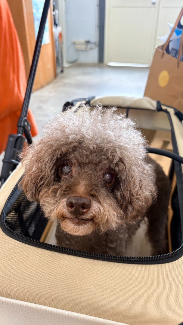 黑糖 - PACK Taiwan 巴克幫-浪犬之家 | Adoptable dog, 貴賓, PACK Taiwan 巴克幫-浪犬之家