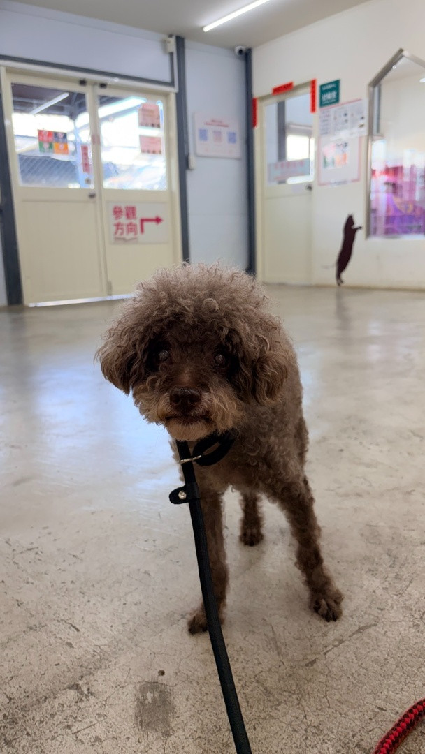 黑糖 - PACK Taiwan 巴克幫-浪犬之家 | 可領養 dog, 貴賓, PACK Taiwan 巴克幫-浪犬之家
