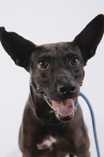 莎莎 - PACK Taiwan 巴克幫-浪犬之家 | Adoptable 狗, 米克斯, PACK Taiwan 巴克幫-浪犬之家