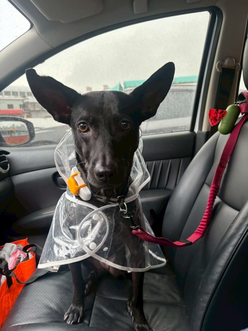 莎莎 - PACK Taiwan 巴克幫-浪犬之家 | Adoptable dog, 米克斯, PACK Taiwan 巴克幫-浪犬之家