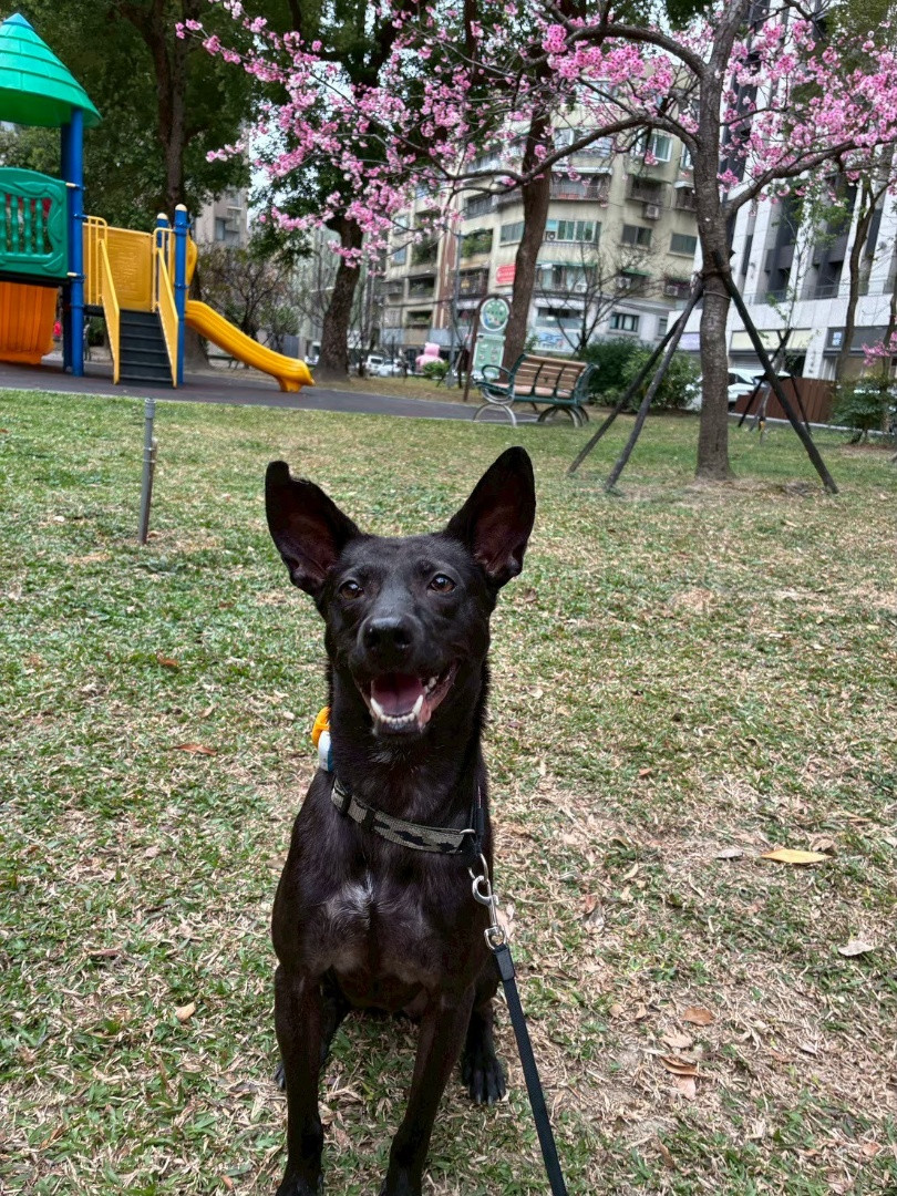 PACK Taiwan 巴克幫-浪犬之家 - 莎莎