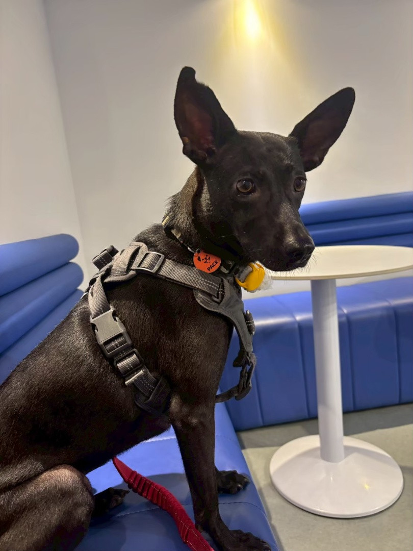 莎莎 - PACK Taiwan 巴克幫-浪犬之家 | Adoptable dog, 米克斯, PACK Taiwan 巴克幫-浪犬之家