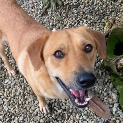 紳士 - PACK Taiwan 巴克幫-浪犬之家 | Adoptable 狗, 米克斯（神似黃金/拉拉）, PACK Taiwan 巴克幫-浪犬之家