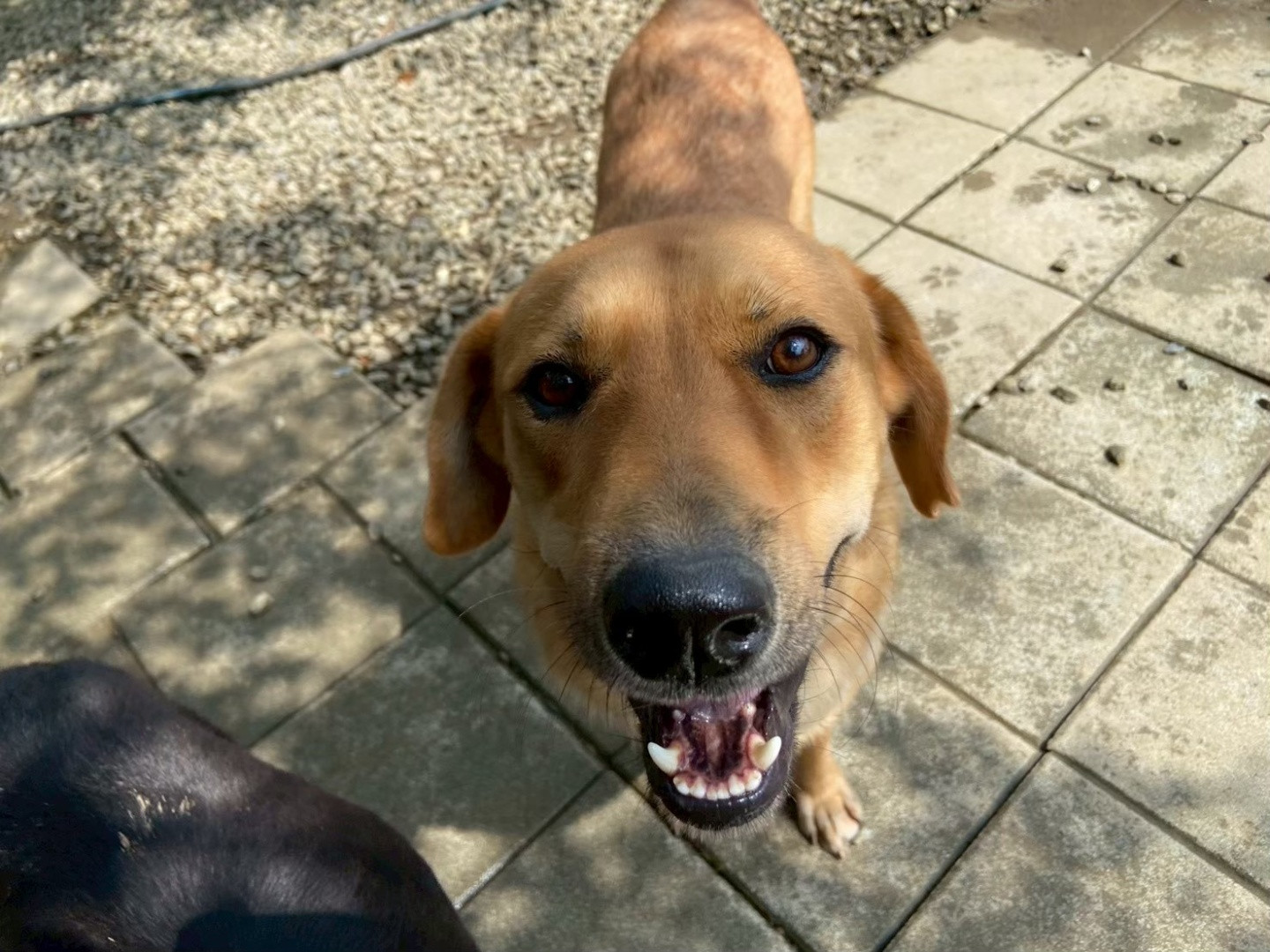紳士 - PACK Taiwan 巴克幫-浪犬之家 | 可領養 dog, 米克斯（神似黃金/拉拉）, PACK Taiwan 巴克幫-浪犬之家
