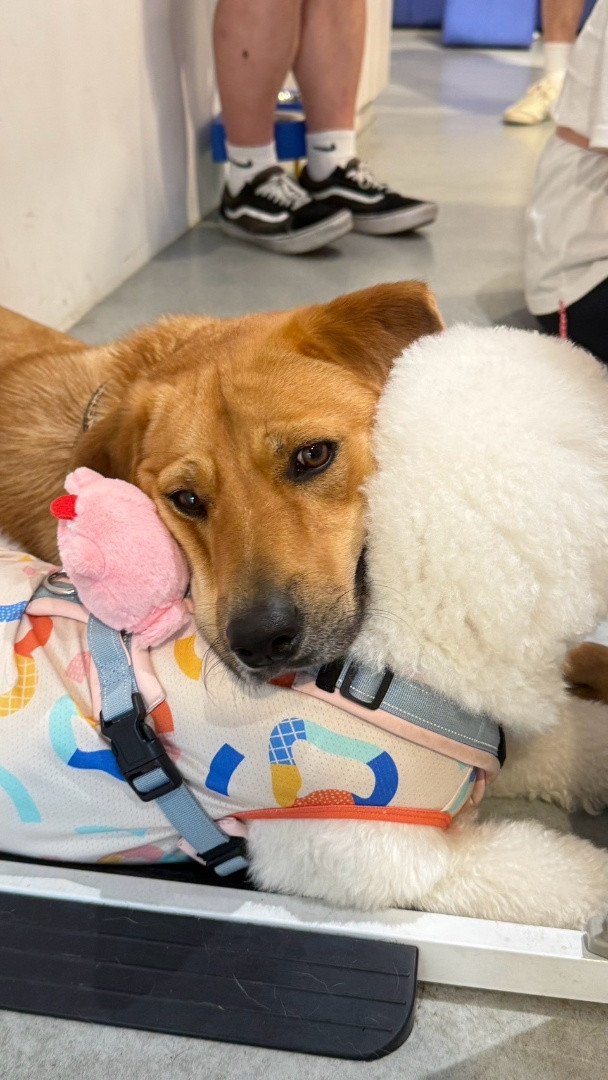紳士 - PACK Taiwan 巴克幫-浪犬之家 | Adoptable 狗, 米克斯（神似黃金/拉拉）, PACK Taiwan 巴克幫-浪犬之家