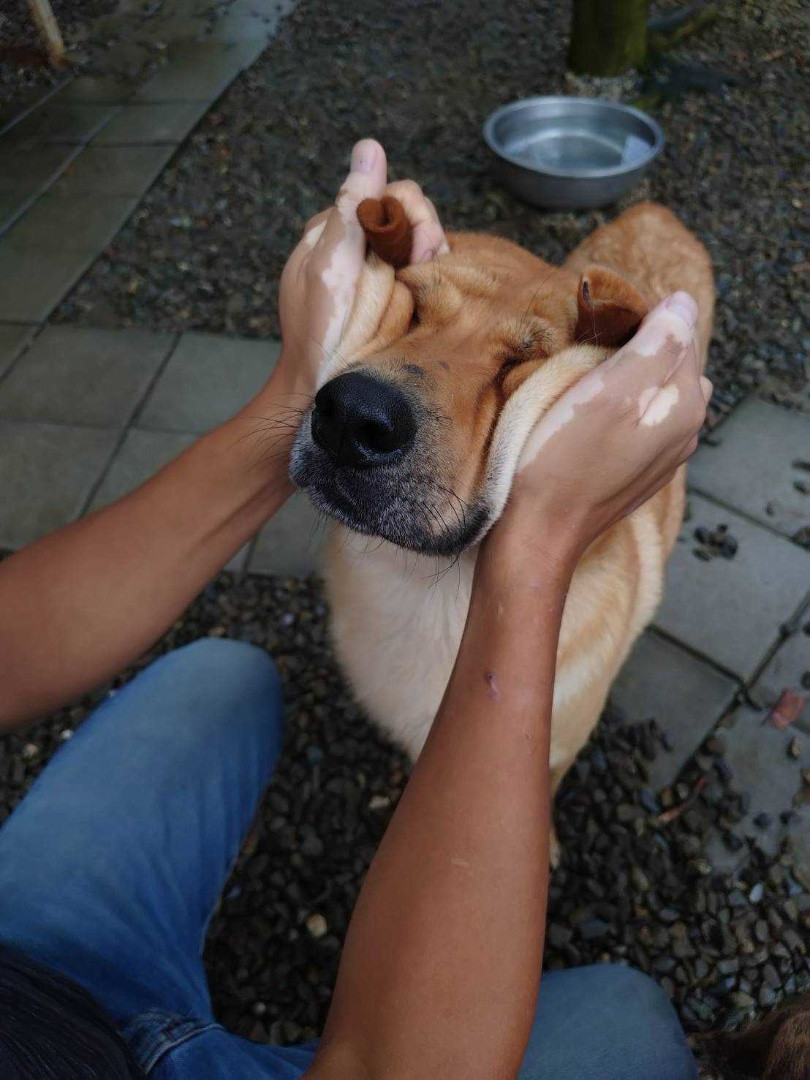 紳士 - PACK Taiwan 巴克幫-浪犬之家 | 可領養 dog, 米克斯（神似黃金/拉拉）, PACK Taiwan 巴克幫-浪犬之家