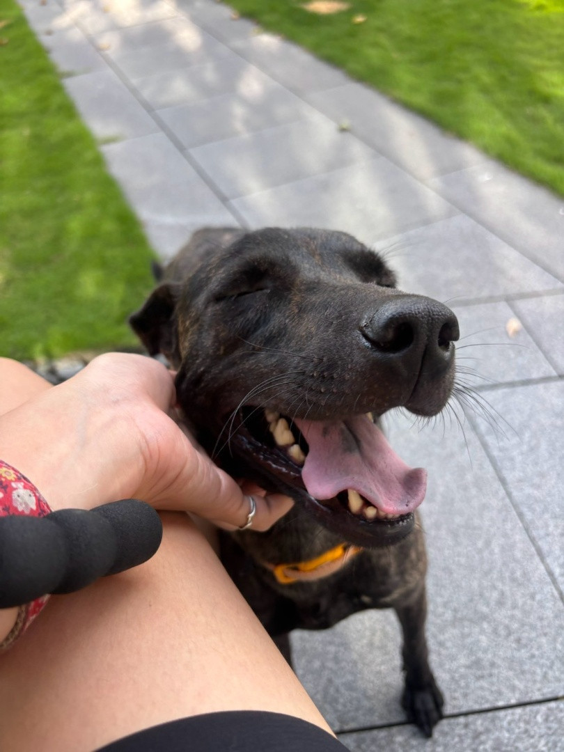 善美 - PACK Taiwan 巴克幫-浪犬之家 | Adoptable dog, 米克斯, PACK Taiwan 巴克幫-浪犬之家