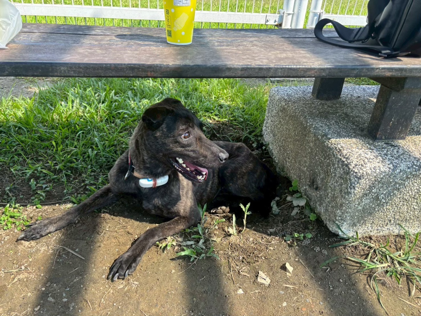 善美 - PACK Taiwan 巴克幫-浪犬之家 | Adoptable dog, 米克斯, PACK Taiwan 巴克幫-浪犬之家