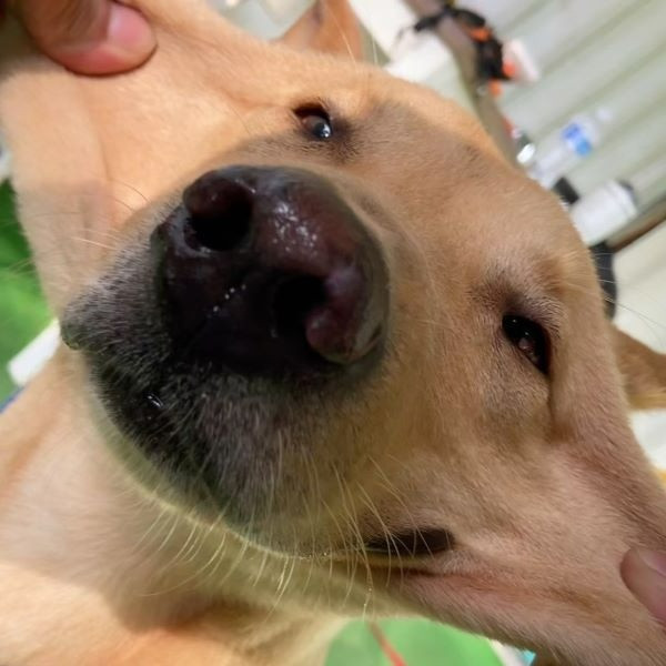 小輝 - PACK Taiwan 巴克幫-浪犬之家 | 可領養 狗, 米克斯, PACK Taiwan 巴克幫-浪犬之家