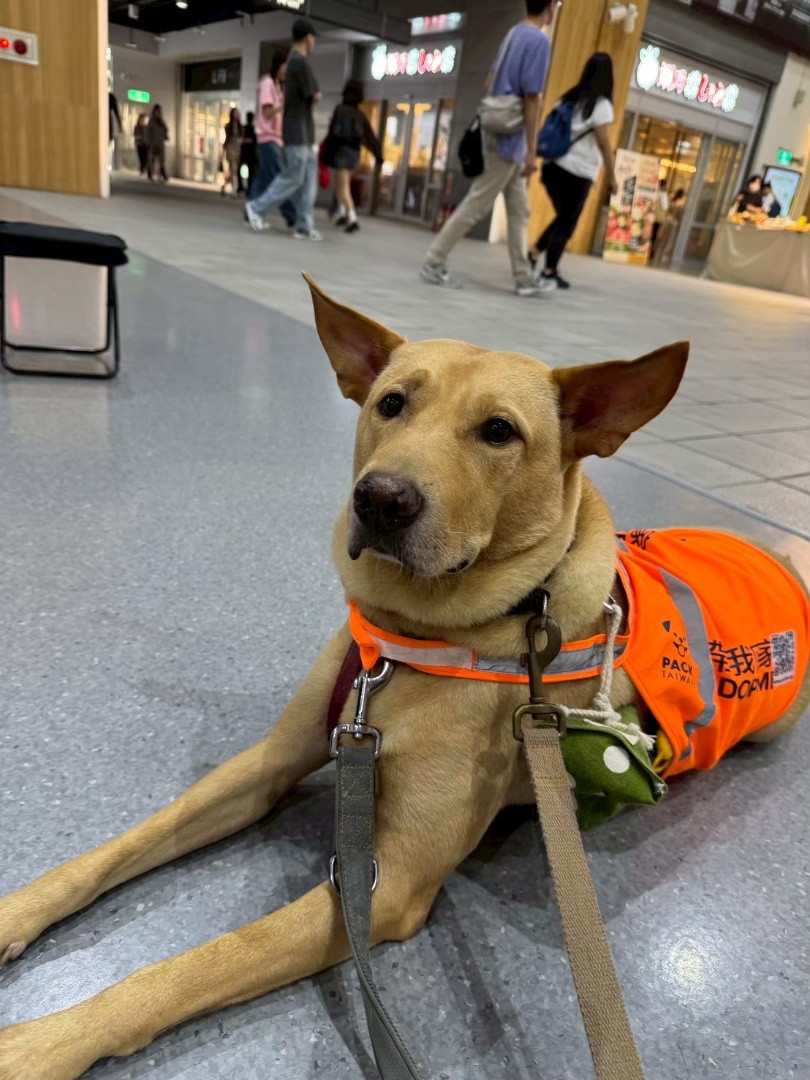 PACK Taiwan 巴克幫-浪犬之家 - 小輝