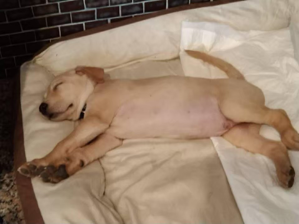 小輝 - PACK Taiwan 巴克幫-浪犬之家 | 可領養 dog, 米克斯, PACK Taiwan 巴克幫-浪犬之家