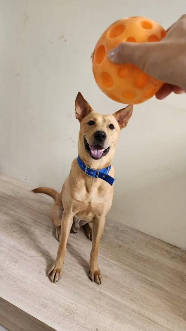 小輝 - PACK Taiwan 巴克幫-浪犬之家 | Adoptable dog, 米克斯, PACK Taiwan 巴克幫-浪犬之家