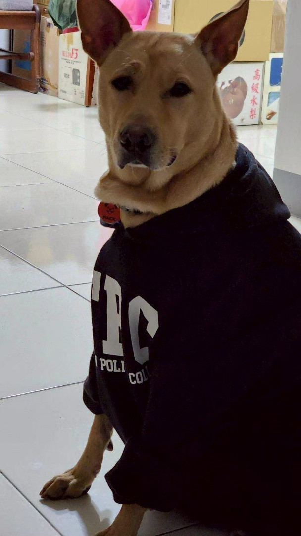 PACK Taiwan 巴克幫-浪犬之家 - 小輝