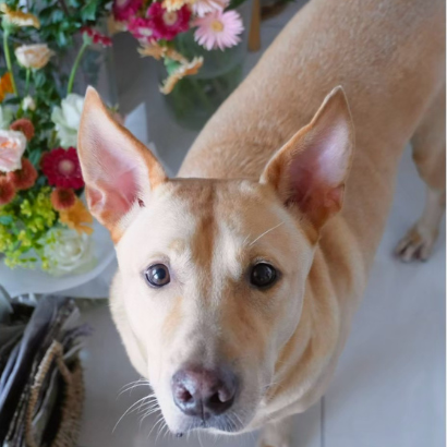 PACK Taiwan 巴克幫-浪犬之家 - 小輝 | 照片 3