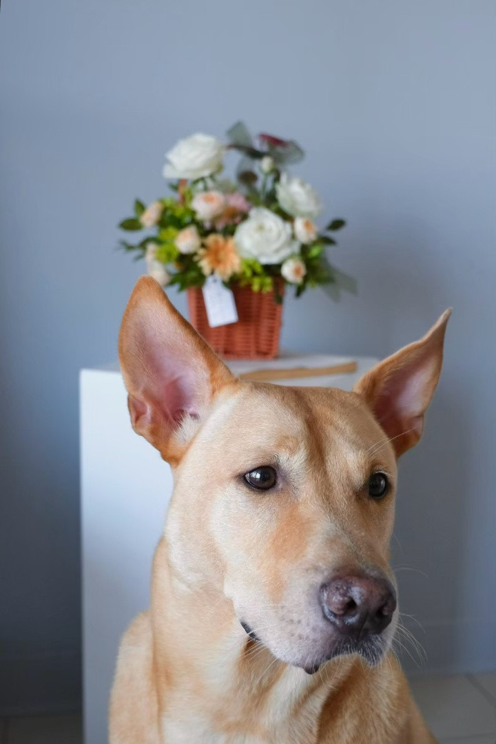 小輝 - PACK Taiwan 巴克幫-浪犬之家 | Adoptable 狗, 米克斯, PACK Taiwan 巴克幫-浪犬之家
