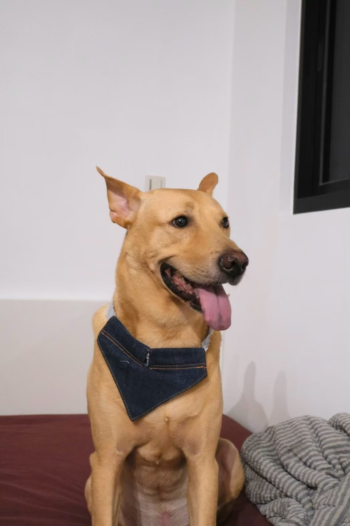 小輝 - PACK Taiwan 巴克幫-浪犬之家 | 可領養 狗, 米克斯, PACK Taiwan 巴克幫-浪犬之家