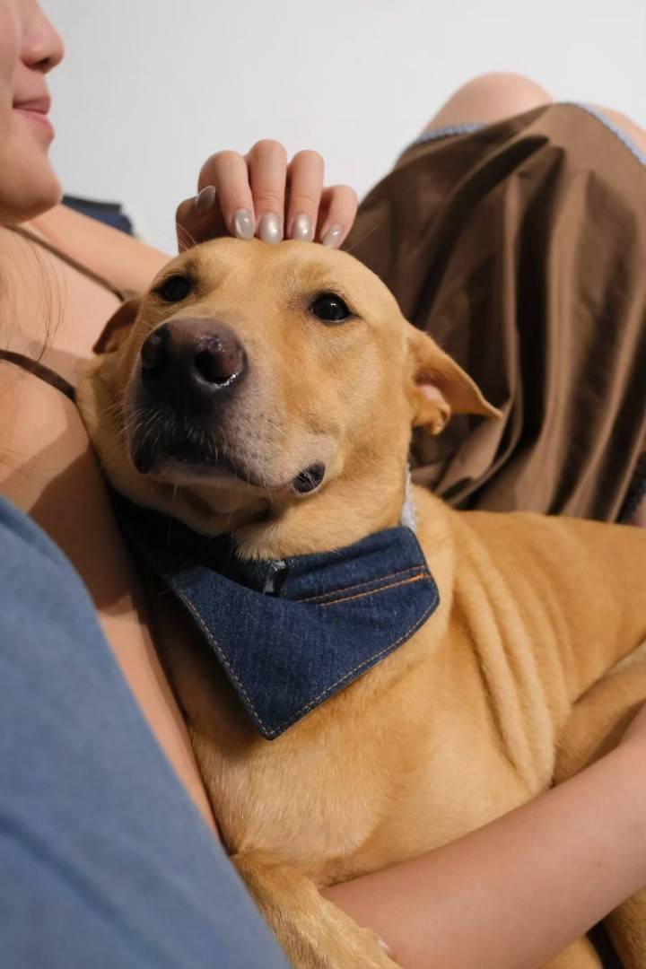 PACK Taiwan 巴克幫-浪犬之家 - 小輝
