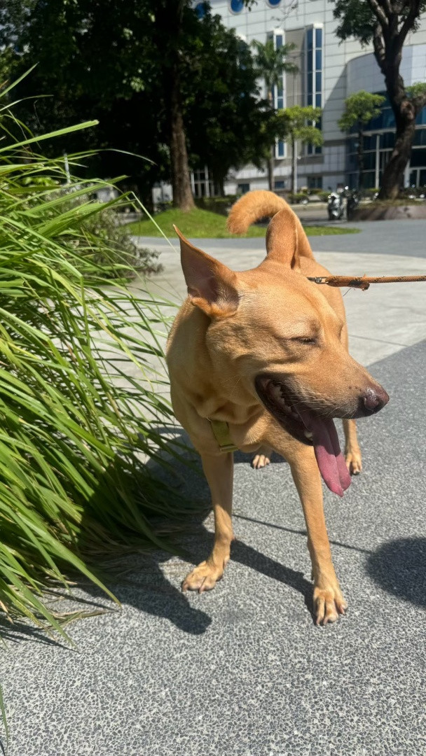 PACK Taiwan 巴克幫-浪犬之家 - 小輝