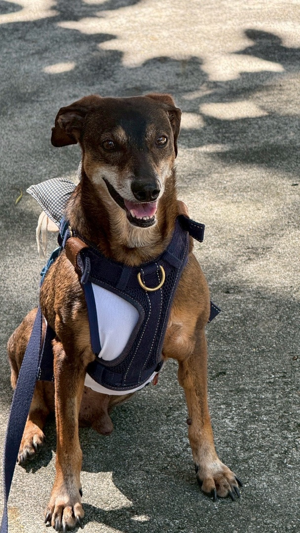 飛哥 - PACK Taiwan 巴克幫-浪犬之家 | Adoptable dog, 米克斯, PACK Taiwan 巴克幫-浪犬之家