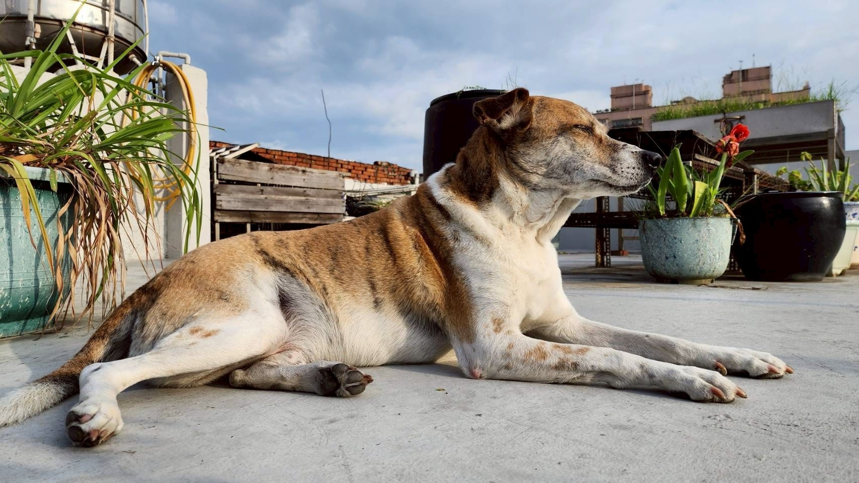 金寶 - PACK Taiwan 巴克幫-浪犬之家 | Adoptable dog, 米克斯, PACK Taiwan 巴克幫-浪犬之家
