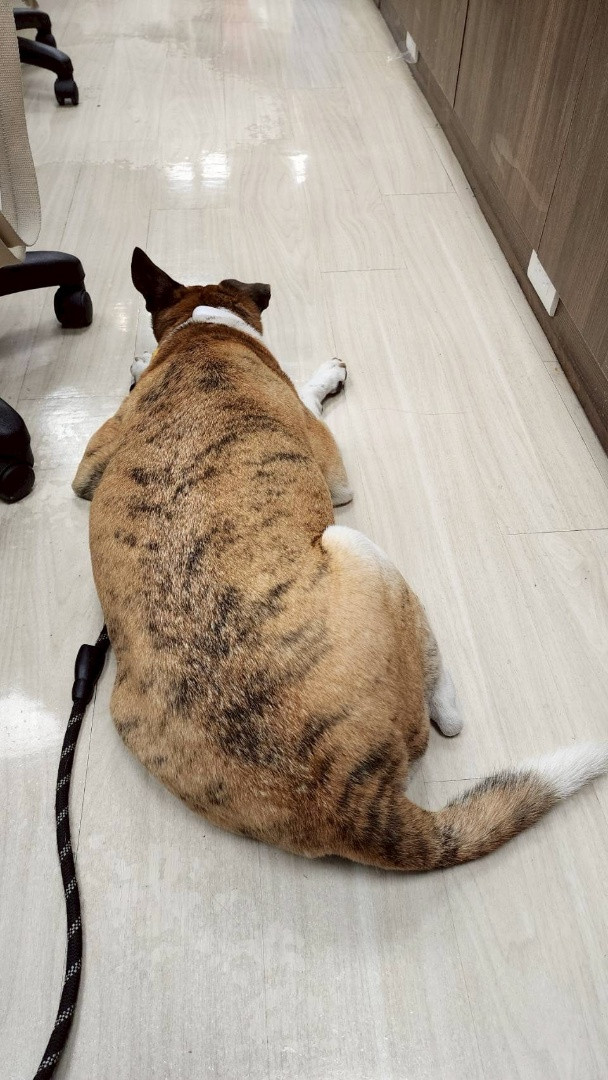 PACK Taiwan 巴克幫-浪犬之家 - 金寶
