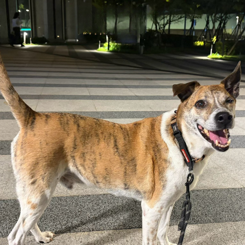 金寶 - PACK Taiwan 巴克幫-浪犬之家 | Adoptable 狗, 米克斯, PACK Taiwan 巴克幫-浪犬之家