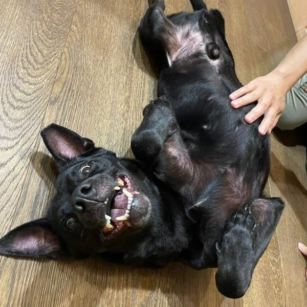 羅根 - PACK Taiwan 巴克幫-浪犬之家 | 可領養 dog, 米克斯, PACK Taiwan 巴克幫-浪犬之家