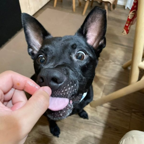 羅根 - PACK Taiwan 巴克幫-浪犬之家 | Adoptable dog, 米克斯, PACK Taiwan 巴克幫-浪犬之家