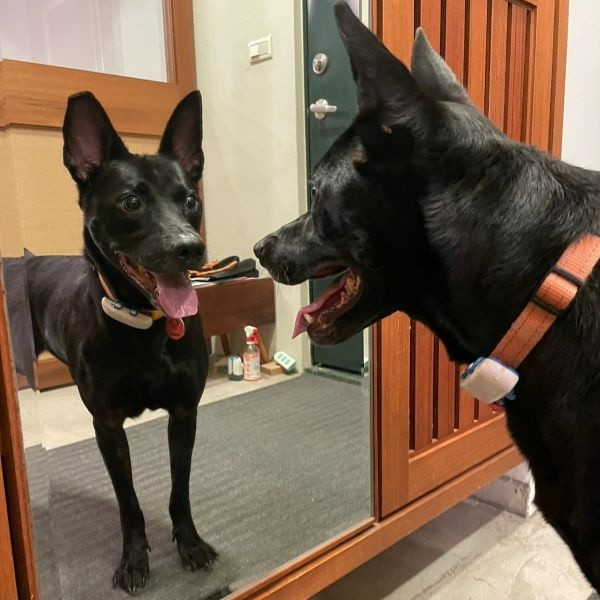 PACK Taiwan 巴克幫-浪犬之家 - 羅根