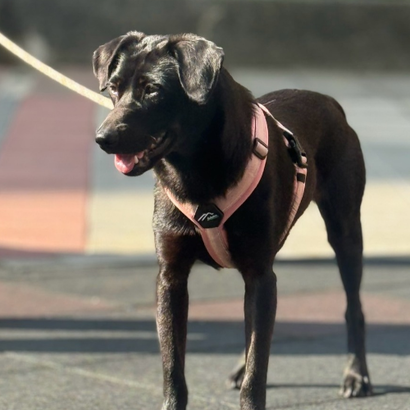 甜妞 - PACK Taiwan 巴克幫-浪犬之家 | Adoptable 狗, 米克斯, PACK Taiwan 巴克幫-浪犬之家