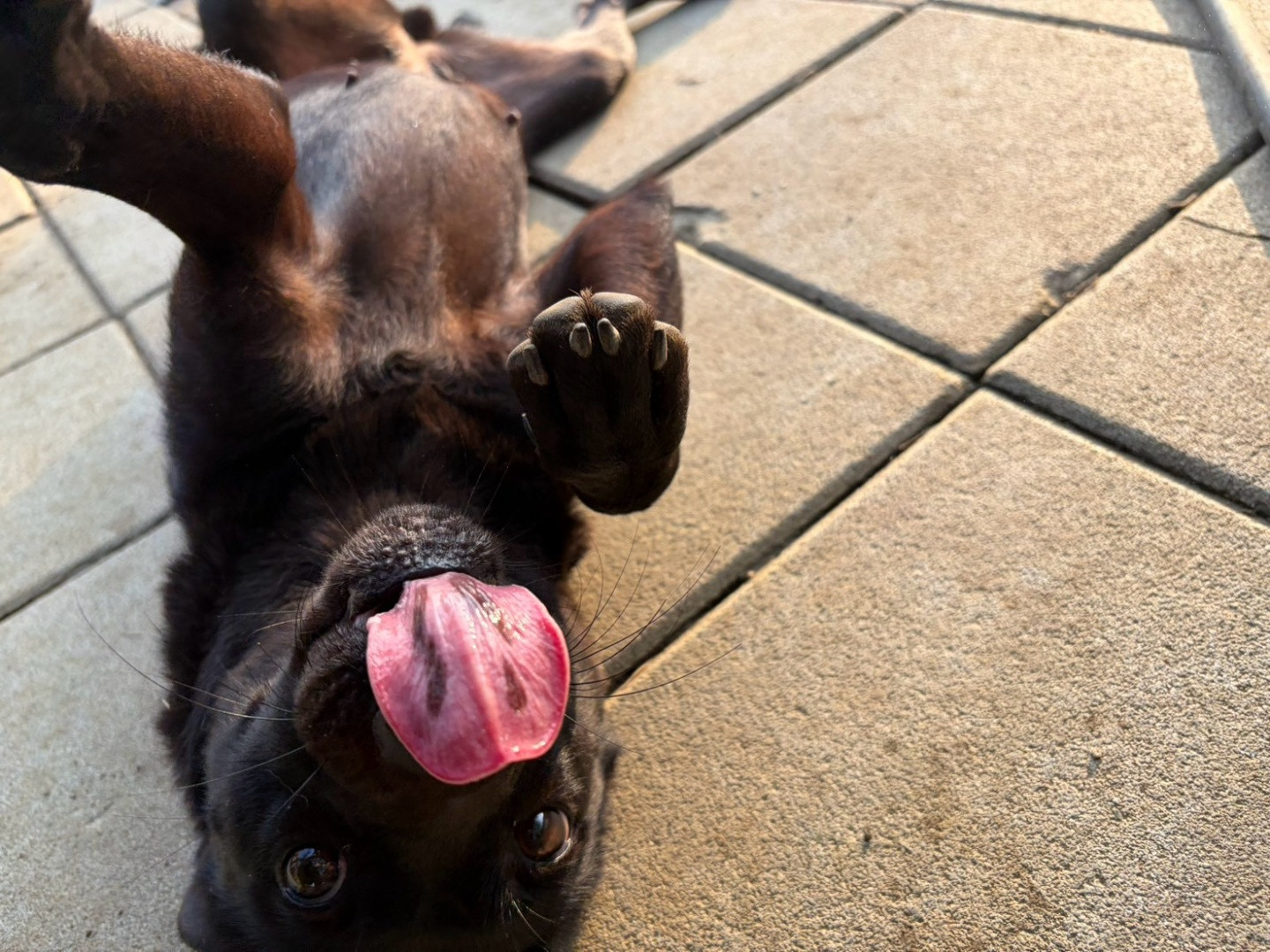 甜妞 - PACK Taiwan 巴克幫-浪犬之家 | Adoptable 狗, 米克斯, PACK Taiwan 巴克幫-浪犬之家