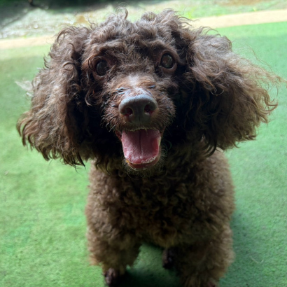 PACK Taiwan 巴克幫-浪犬之家 - 蕾蒂