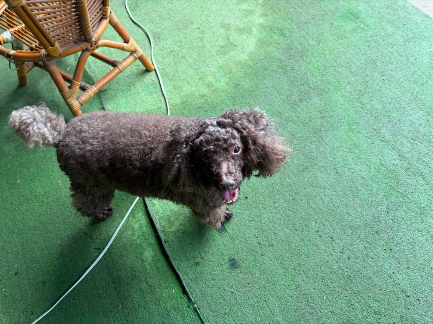 蕾蒂 - PACK Taiwan 巴克幫-浪犬之家 | Adoptable 狗, 貴賓, PACK Taiwan 巴克幫-浪犬之家